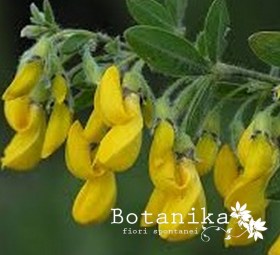 Cytisus villosus web